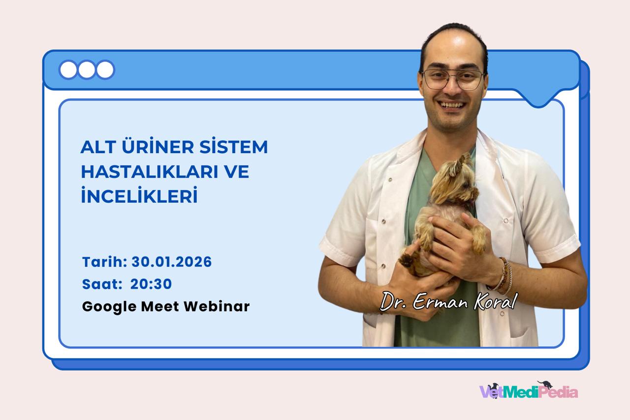 Alt Üriner Sistem Hastalıkları ve İncelikler