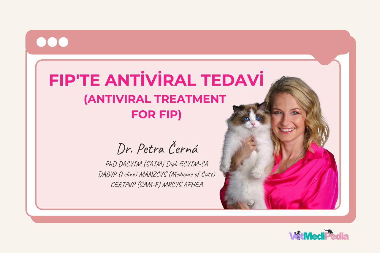 FIP’te Antiviral Tedavi | Dr. Petra Černá